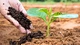 Water Soluble Silicon Organic Fertilizer for Fruit