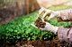 Green Fertilizer